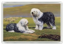 OLD ENGLISH SHEEPDOG TWO DOGS