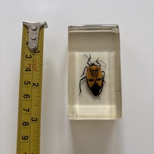 Real Man Faced Stink Bug Catacanthus Incarnatus Insect Specimen Resin Taxidermy