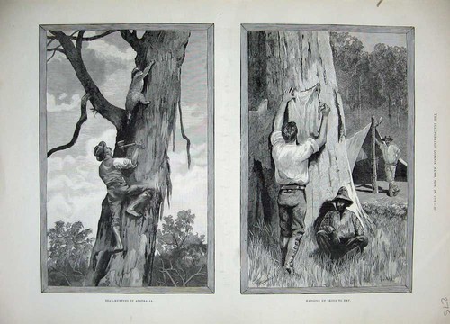Old antique print - print, 1889