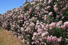 Oleander seeds. Pink
