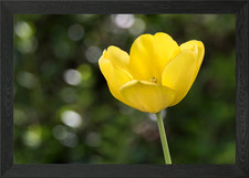 tulip in bloom Framed Wall Art