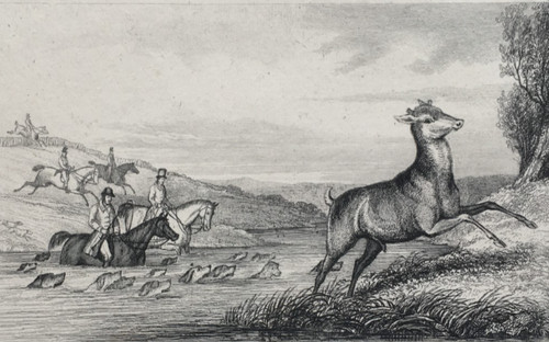 Stag hunting antique print - hunting,