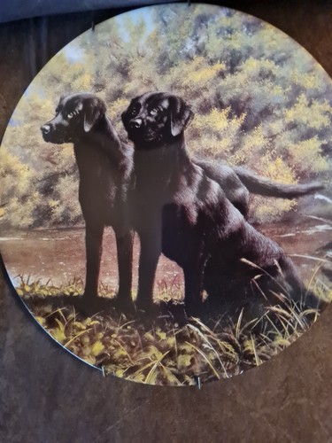 Black labrador collectors
