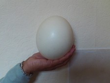 Blown Ostrich egg UK seller 6" nice egg