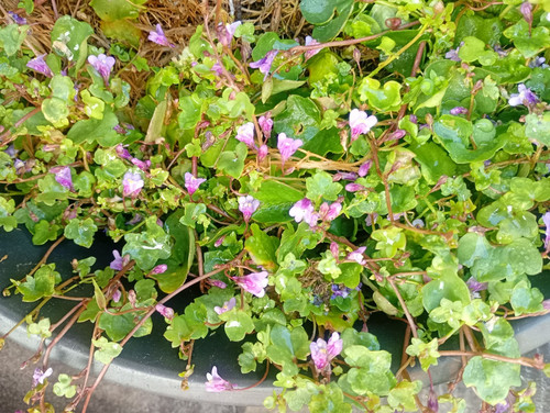 Ivy leaved toadflax - ivy-leaved,