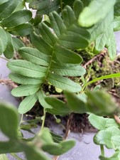 Live Fern plant Moss for