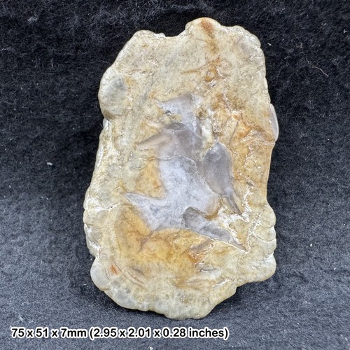 Polished dinosaur coprolite - polished,