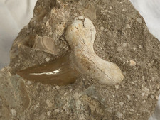 Fossil / Rock collection -