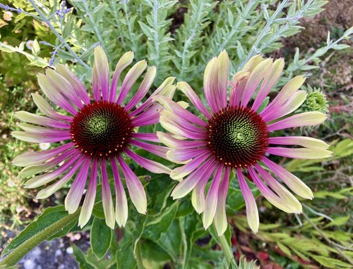 Echinacea purpurea coneflower - echinacea,