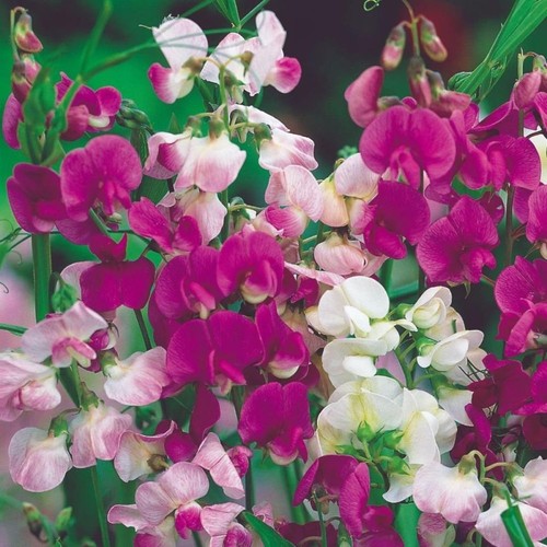 Everlasting sweet pea mixed - everlasting,