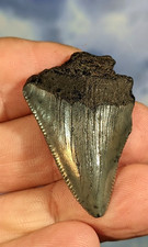 Megalodon Juvenile Shark Fossil Tooth. 41mm. Boxed. As Shown. 12- 15 MYO