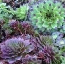 Flower - Sempervivum Mixed  -