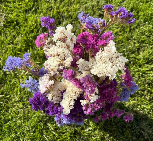 Sea lavender everlasting - sea,