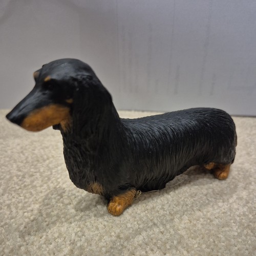Miniature longhair dachshund - longhair,