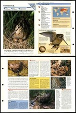 Woodcock #105 Birds Wildlife