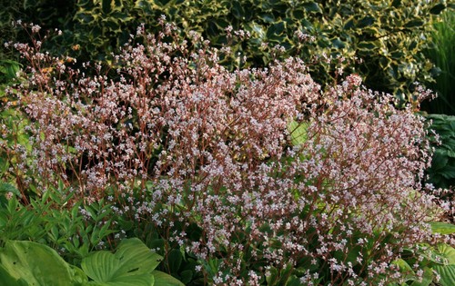 London pride saxifraga - 2,