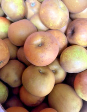 Russet Apples are back. There is only one apple with the russet taste.