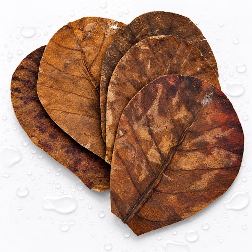 Indian almond catappa leaves - almond,