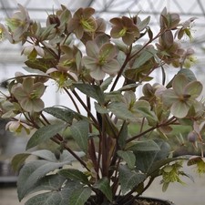 helleborus Hellebore sternii