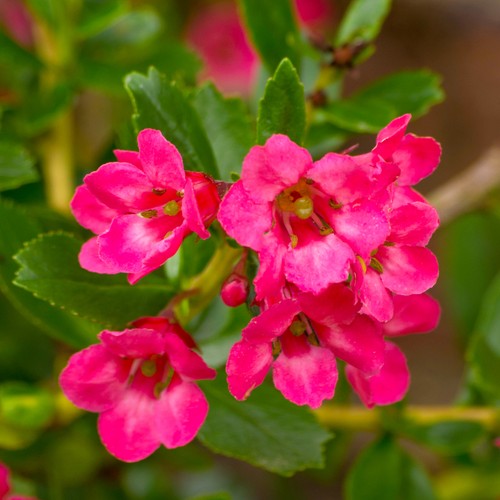 Escallonia donard radiance - escallonia,
