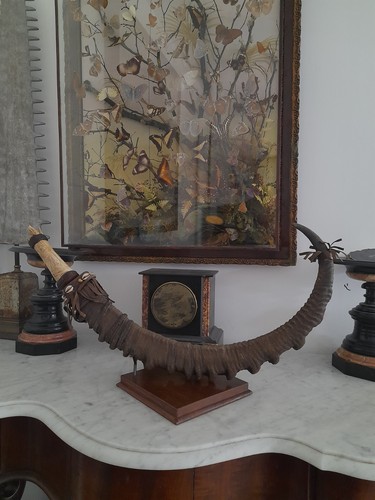 Unusual rare antique ibex horn - unusual,