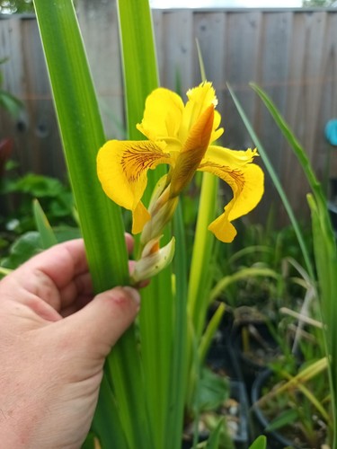 Iris pseudacorus yellow flag - iris,
