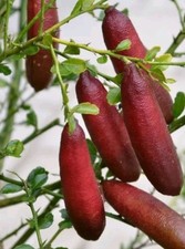 3 tree variertys of red yellow