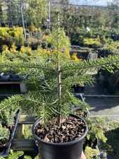 Nordmann Fir Tree 20-40cm