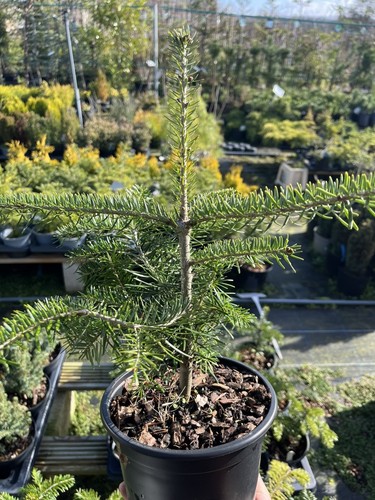 Nordmann fir tree - fir,