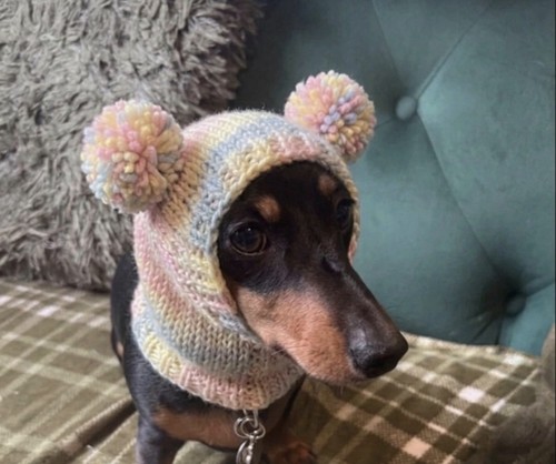 Dog pom snood - pom,