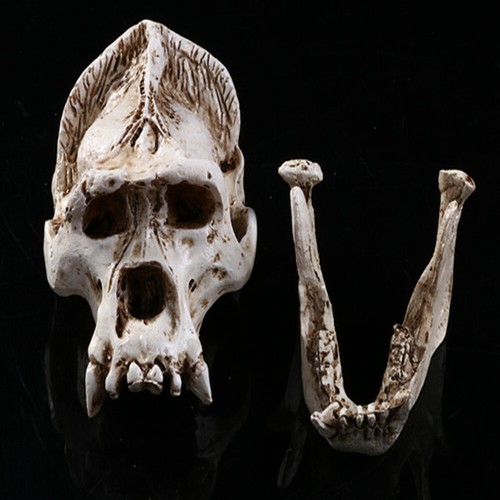 Orangutan real skull animal - real,