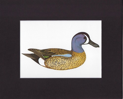8x10 matted print art picture - 8x10",