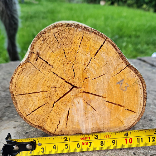 Untreated alder log with bark - alder,