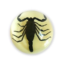 BLACK SCORPION Half Dome Glows