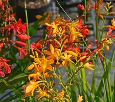 50 Crocosmia Mix Summer