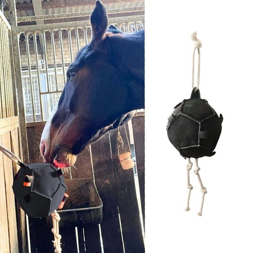 Equine carrot feeding - feeding, toy