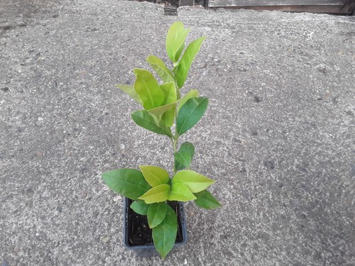Live citrus lemon plant - ,