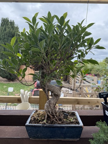 Ficus finished bonsai - ficus, tree