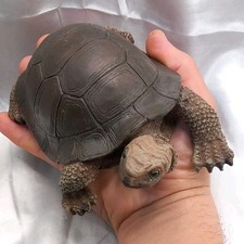 15 Cm Realistic Tortoise figurine Resin Tortoise Ornament Indoor  outdoor turtle