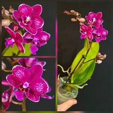 Phalaenopsis Hybrid Dark Red