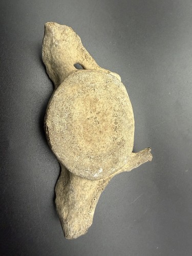 Museum quality cetacean - museum,