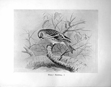 Original Old Antique Print