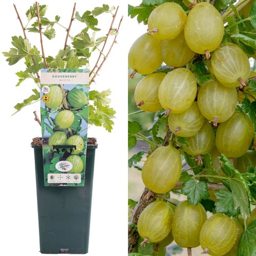Gooseberry ribes invicta - gooseberry,