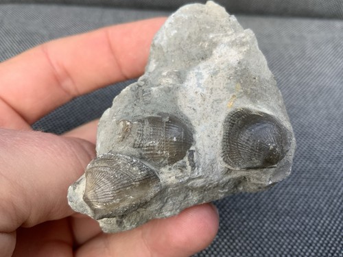 Jurassic fossil brachiopod - fossil,