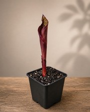 Canna Tropicanna Black 9cm Pot