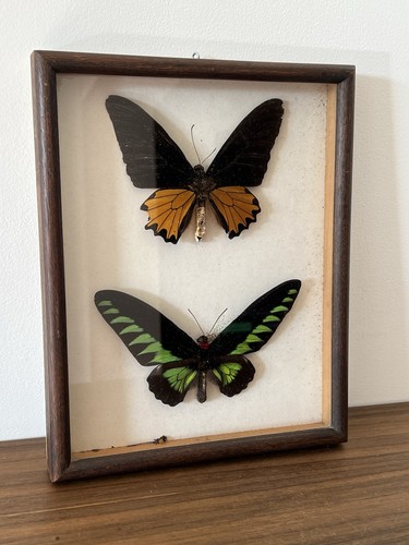 Vintage framed taxidermy - taxidermy, 2