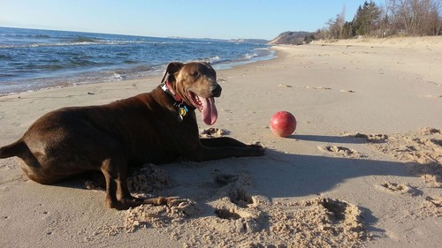 Jolly pets push play - jolly,