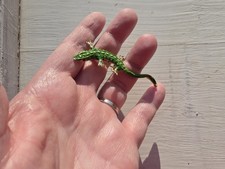 Vintage green enamel lizard