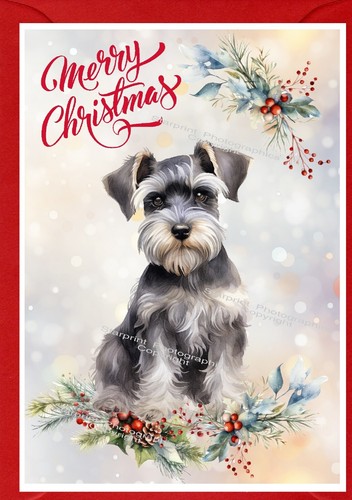 Miniature schnauzer dog - miniature,