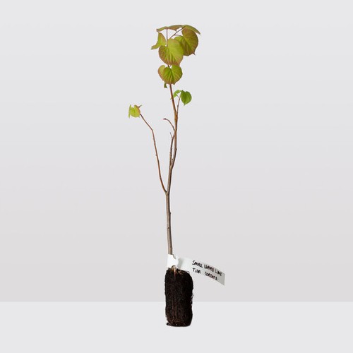 Small leaved lime tilia - lime,